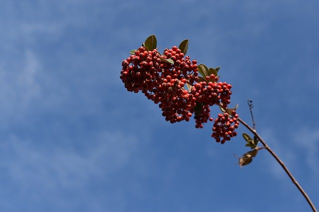 免费下载红浆果 Cotoneaster 植物 - 可使用 GIMP 在线图像编辑器编辑的免费照片或图片