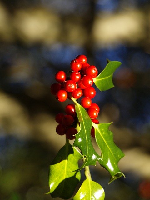 Free download Red Berries Holly -  free photo or picture to be edited with GIMP online image editor