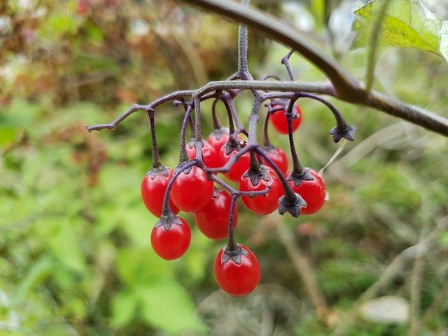 הורדה חינם Red Berries Nature - תמונה או תמונה בחינם לעריכה עם עורך התמונות המקוון GIMP