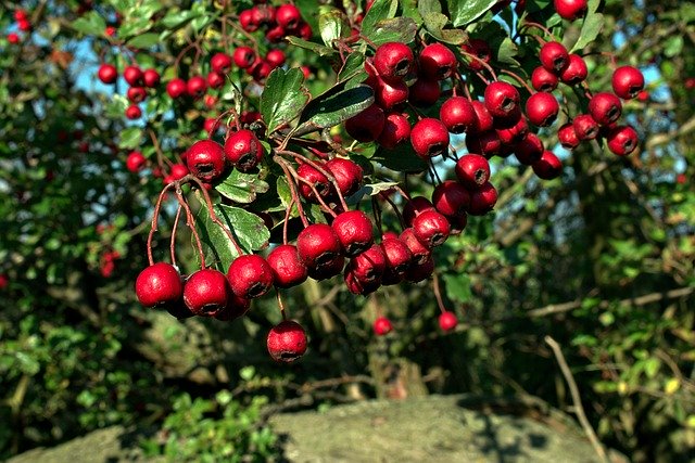 Descarga gratuita Red Berry Berries: foto o imagen gratuita para editar con el editor de imágenes en línea GIMP