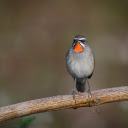Red Bib Bird  screen for extension Chrome web store in OffiDocs Chromium
