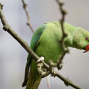 Red billed Parrot  screen for extension Chrome web store in OffiDocs Chromium