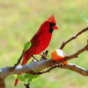 Red bird  screen for extension Chrome web store in OffiDocs Chromium
