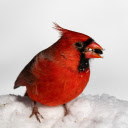 Red bird and snow  screen for extension Chrome web store in OffiDocs Chromium