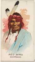 Free download Red Bird, Chippeway, from the American Indian Chiefs series (N2) for Allen & Ginter Cigarettes Brands free photo or picture to be edited with GIMP online image editor