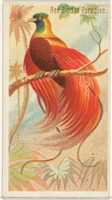 Free download Red Bird of Paradise, from the Birds of the Tropics series (N5) for Allen & Ginter Cigarettes Brands free photo or picture to be edited with GIMP online image editor