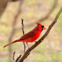 Red Bird on a Young Branch  screen for extension Chrome web store in OffiDocs Chromium Red Bird on a Young Branch  screen for extension Chrome web store in OffiDocs Chromium
