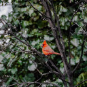 Red bird on the tree  screen for extension Chrome web store in OffiDocs Chromium