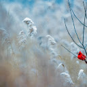Red bird perched on tree branch  screen for extension Chrome web store in OffiDocs Chromium