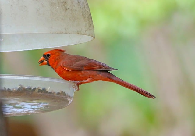 Muat turun percuma gambar percuma burung kardinal burung merah redbird untuk diedit dengan editor imej dalam talian percuma GIMP