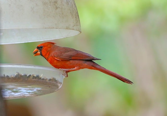 Free download redbird red bird cardinal songbird free picture to be edited with GIMP free online image editor