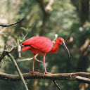 Red bird with black beak  screen for extension Chrome web store in OffiDocs Chromium