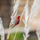 Red bird with white dots  screen for extension Chrome web store in OffiDocs Chromium Red bird with white dots  screen for extension Chrome web store in OffiDocs Chromium