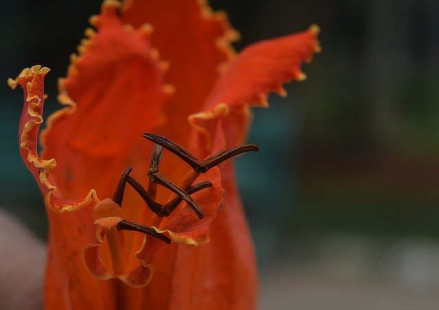 Muat turun percuma Red Bloom Blossom - foto atau gambar percuma untuk diedit dengan editor imej dalam talian GIMP