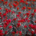 Red Bloom Contrast Theme  screen for extension Chrome web store in OffiDocs Chromium Red Bloom Contrast Theme  screen for extension Chrome web store in OffiDocs Chromium