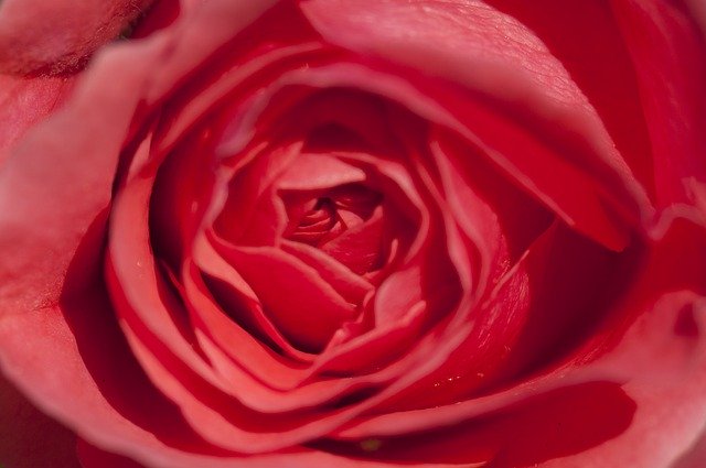 Muat turun percuma Red Blossom Bloom - foto atau gambar percuma untuk diedit dengan editor imej dalam talian GIMP