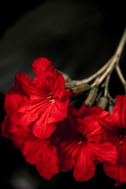 Download gratuito Red Blossom Garden Romantic - foto o immagine gratuita da modificare con l'editor di immagini online di GIMP