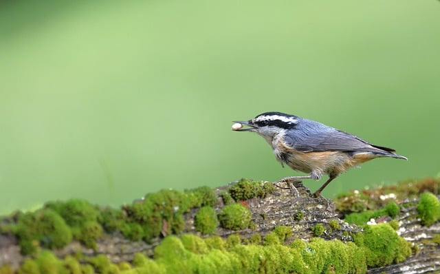 Free download red breasted nuthatch bird plumage free picture to be edited with GIMP free online image editor