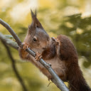 Red brown squirrel with sharp claws  screen for extension Chrome web store in OffiDocs Chromium
