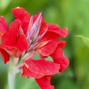 Red bud flower branch  screen for extension Chrome web store in OffiDocs Chromium