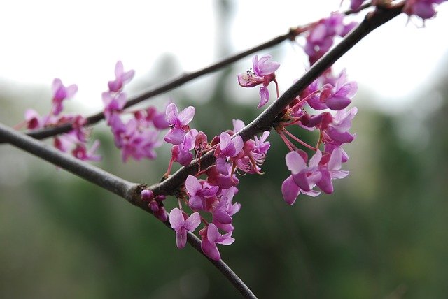Free download Redbud Spring Tree -  free photo or picture to be edited with GIMP online image editor