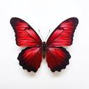 red butterfly wallpaper black border  screen for extension Chrome web store in OffiDocs Chromium