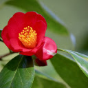 Red Camellia with Yellow Stamen  screen for extension Chrome web store in OffiDocs Chromium