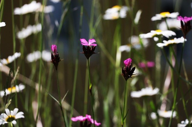 Free download Red Campion Pink Flower -  free photo or picture to be edited with GIMP online image editor