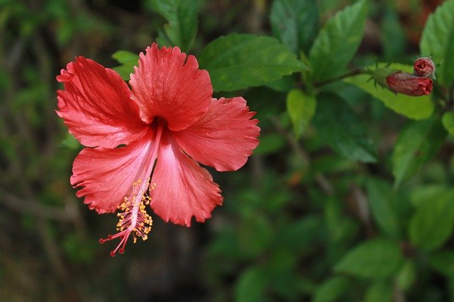 Free download Red Carnation Flower -  free photo or picture to be edited with GIMP online image editor