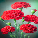Red carnation wallpaper  screen for extension Chrome web store in OffiDocs Chromium