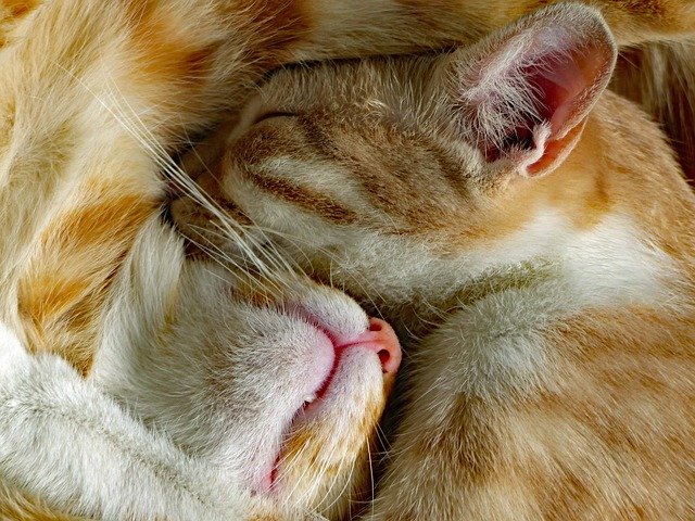 Free picture Red Cats Feline Fur -  to be edited by GIMP free image editor by OffiDocs