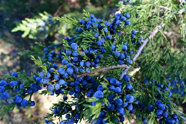 Free download red cedar blue berries berries free picture to be edited with GIMP free online image editor