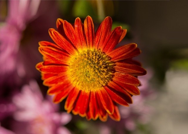Téléchargement gratuit Chrysanthème rouge - photo ou image gratuite à éditer avec l'éditeur d'images en ligne GIMP