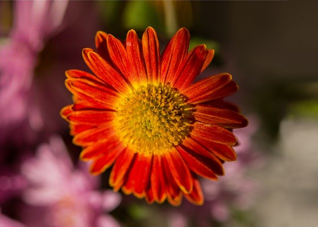 Free download Red Chrysanthemum -  free photo or picture to be edited with GIMP online image editor