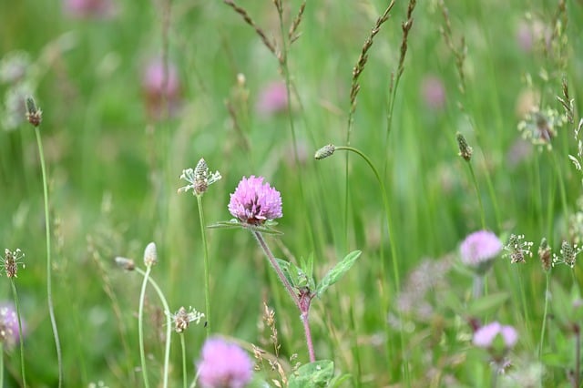 Free download red clover wildflowers plants free picture to be edited with GIMP free online image editor