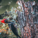 Red cockaded woodpecker  screen for extension Chrome web store in OffiDocs Chromium