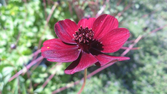 Free download Red Cosmos Flower -  free photo or picture to be edited with GIMP online image editor