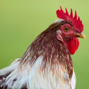 Red crested Rooster  screen for extension Chrome web store in OffiDocs Chromium