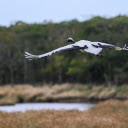 Red crowned Crane Flying  screen for extension Chrome web store in OffiDocs Chromium