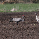 Red crowned cranes  screen for extension Chrome web store in OffiDocs Chromium