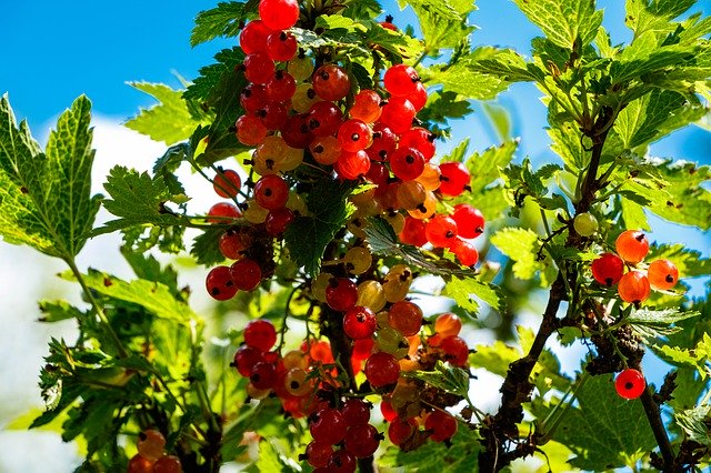 Unduh gratis Red Currant Fruit Bush - foto atau gambar gratis untuk diedit dengan editor gambar online GIMP