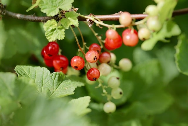 Free download red currant ribes ribisel free picture to be edited with GIMP free online image editor