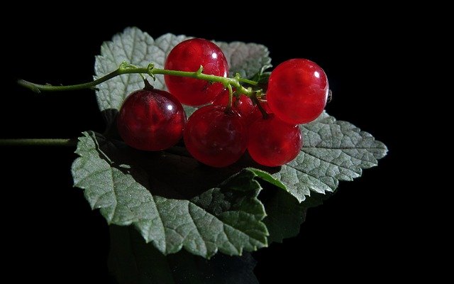 Free download Red Currant Ribes Rubrum Currants -  free photo or picture to be edited with GIMP online image editor
