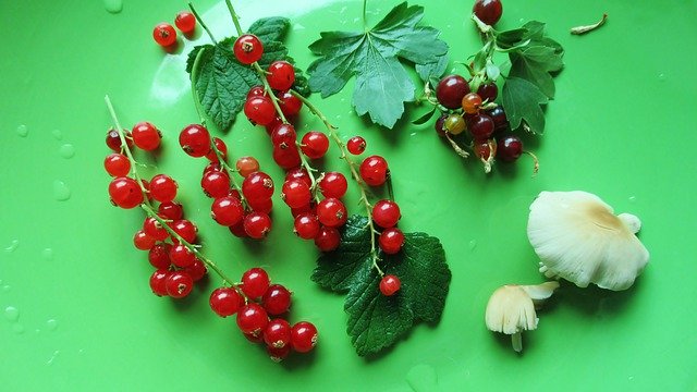 Free picture Red Currant Wild Berry Mushroom -  to be edited by GIMP free image editor by OffiDocs