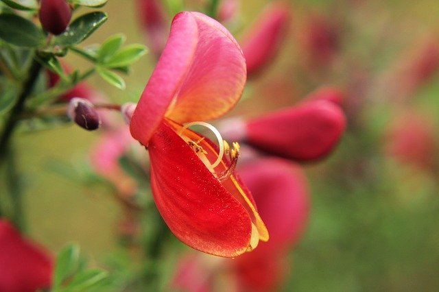 Free download Red Cytisus Scoparius Scotch Broom -  free photo or picture to be edited with GIMP online image editor