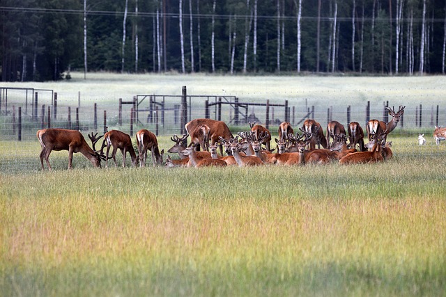 Free download red deer animals herd meadow free picture to be edited with GIMP free online image editor