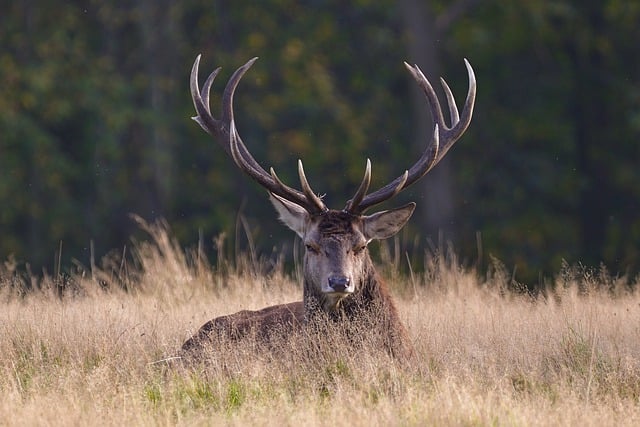 GIMP मुफ्त ऑनलाइन छवि संपादक के साथ संपादित करने के लिए लाल हिरण सींग घास का मैदान हिरण मुफ्त तस्वीर डाउनलोड करें