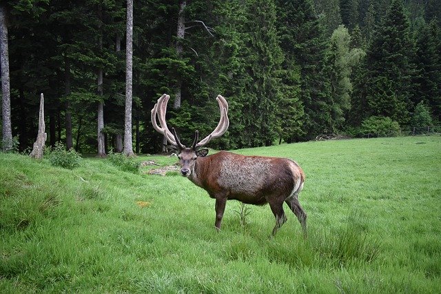 تنزيل مجاني Red Deer Black Forest - صورة مجانية أو صورة لتحريرها باستخدام محرر الصور عبر الإنترنت GIMP