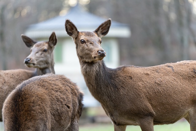 Free download red deer deer wildlife nature free picture to be edited with GIMP free online image editor