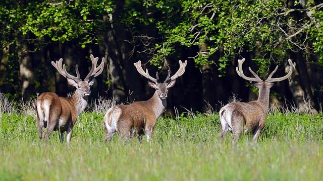 Free download red deer stag hart deer nature free picture to be edited with GIMP free online image editor
